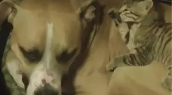 Köpekle Kedinin Dostluğu Şaşırttı