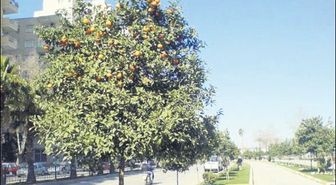 Turunçlar Hem Kenti Hem Sofraları Süslüyor