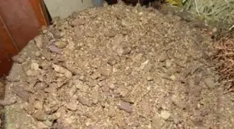 Karabaş Otu ile Sigaradan Kurtulun