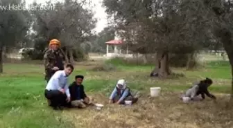 CHP'li Gürkan 'Güzelbahçe Zeytini Altın Değerinde'