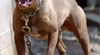 Nevşehir'de Pitbull Besleyen 7 Kişiye Ceza