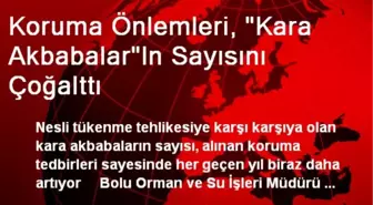 Koruma Önlemleri, 'Kara Akbabalar'In Sayısını Çoğalttı