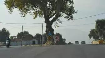 200 Yıllık Çınar Yola Kurban Gitmedi