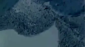 Dağ Keçilerinin Çığ Altından Kurtuluş Mucizesi