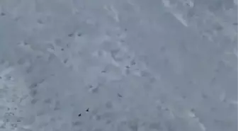 Dağ Keçilerinin Çığ Altından Kurtuluş Mucizesi
