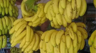 Anamur Muzu İthal Rakiplerine Karşı Güçlendi