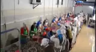 Sinop'tan Uzakdoğu'ya 4 Milyon Dolarlık Salyangoz İhracı
