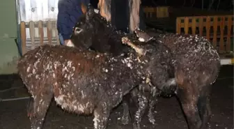 Siverek'te Buz Tutan Eşeklere Kaymakamlık Sahip Çıktı
