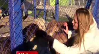Hayvan Barınağındaki Sokak Köpekleri Ölüme Terk Edildi