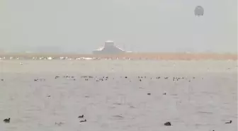 Yaban hayata yem takviyesi -