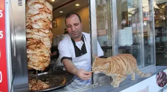 Minnoş'un Döner Tutkusu