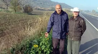 Prof.dr. Çetin: Küresel Ekolojik Kaos Yaklaşıyor