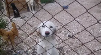 Eceabat Hayvan Barınağında İnceleme