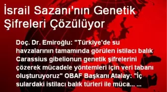 İsrail Sazanı'nın Genetik Şifreleri Çözülüyor