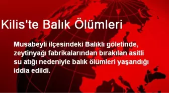 Kilis'te Balık Ölümleri