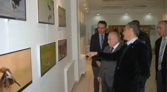 Zonguldak'ta 299 Kuş Türü Yaşıyor