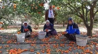 Fırtına, Mandalina Bahçesini Vurdu