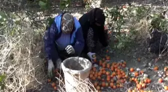 Fırtına Silifke'de Mandalinayı Vurdu