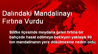 Mersin'de Dalındaki Mandalinayı Fırtına Vurdu