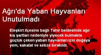 Ağrı'da Yaban Hayvanları Unutulmadı