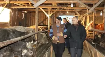 Artvin'de '10 Başlı Besi Sığırcılığı Projesi' Uygulaması