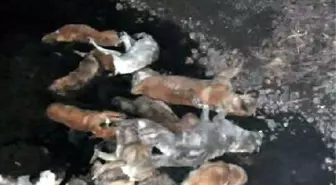 Sokak Köpeklerini Katledip Dereye Atmışlar