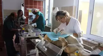 Ayvalık'ta Sokak Hayvanları Kısırlaştırılıyor