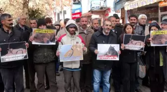 Tunceli'de Kutsal Sayılan Dağ Keçilerinin Avlanması Protesto Edildi