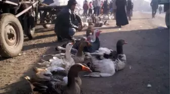 Çubuk'ta Hindi ve Kaz Satışları Arttı