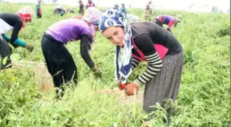 Tarım İşçisi Kadınlara Sağlık Eğitimi Verildi