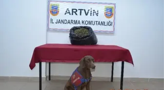 Artvin'de Uyuşturucu Operasyonu