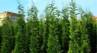 Yılbaşı Öncesi Ağaç Kesene 3 Aydan 5 Yıla Kadar Hapis Cezası