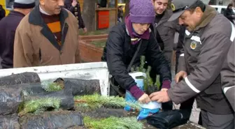 Zonguldak'ta Ücretsiz Fıstık Çamı Fidanı Dağıtıldı