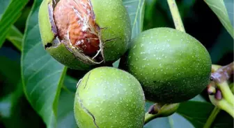 Karabük'te 'Ceviz Yetiştiriciliği' Paneli