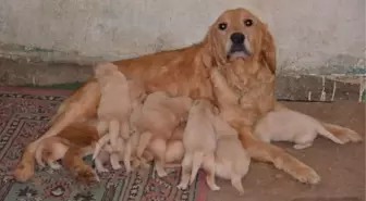 Paşa' Sahibine İyi Para Kazanıyor