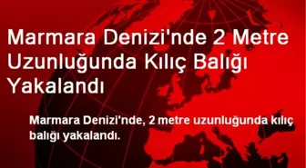 Marmara Denizi'nde 2 Metre Uzunluğunda Kılıç Balığı Yakalandı