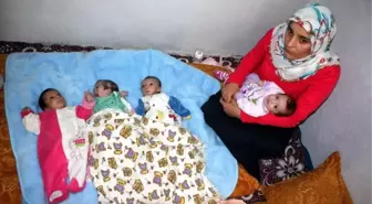 Babasız Dünyaya Gelen Dördüzler Yardım Bekliyor