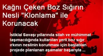 Kağnı Çeken Boz Sığırın Nesli 'Klonlama' ile Korunacak
