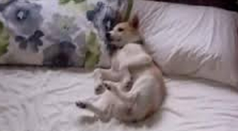 İşte Dünyanın En Üşengeç Köpeği