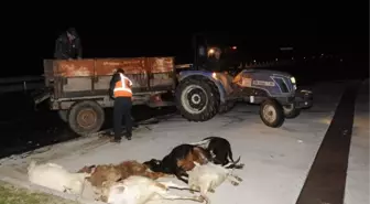 Çanakkale'de Otomobil Sürüye Çarpınca 13 Hayvan Telef Oldu