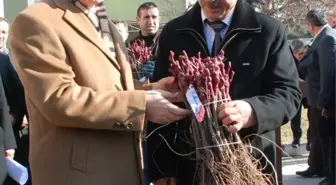 Tokat'ta 115 Bin Asma Fidanı Dağıtıldı