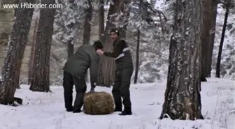 Ardahan'da Yaban Hayvanları İçin Doğaya Yem Bırakıldı