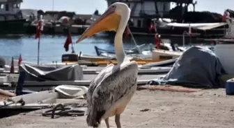 Pelikan, Balıkçıların Maskotu Oldu