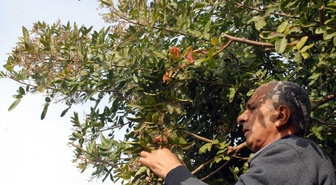 Şifa Kaynağı Brezilya Biberi Fethiye'de Yetiştirildi