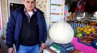 30 Kiloluk Balkabağı İlgi Odağı Oldu