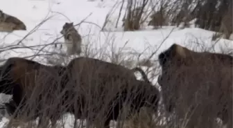 Buffalo Kurdu Paspas Gibi Çiğnedi