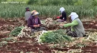 'Kuraklıkta korkulacak bir şey yok' -