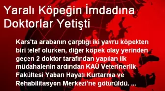 Yaralı Köpeğin İmdadına Doktorlar Yetişti