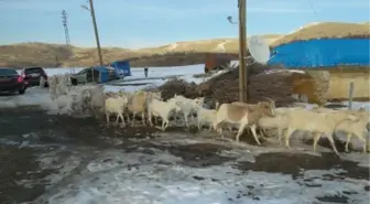 Pütürge'de Saanen Keçileri Yetiştiriliyor