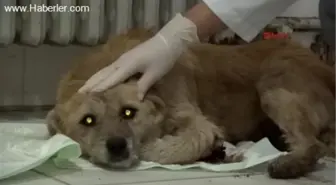 Yavruları Kazada Ölen Dişi Köpek Tedavi Altına Alındı